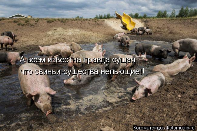 А всем известна правда сущая.. что свиньи-существа непьющие!!... Котоматрица: А всем известна правда сущая.. что свиньи-существа непьющие!!