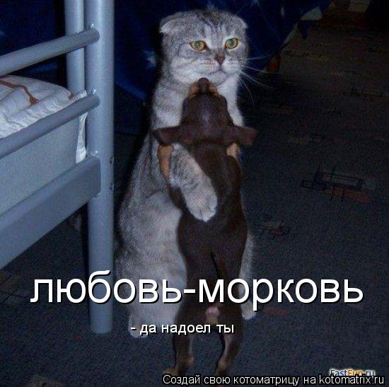 Котоматрица: любовь-морковь - да надоел ты