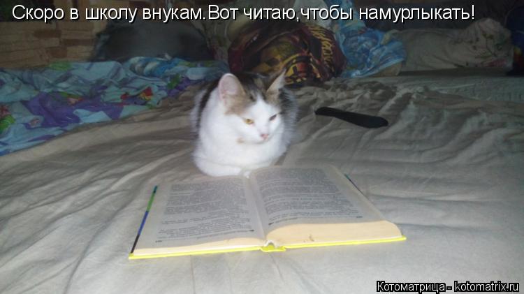Скоро в школу внукам.Вот читаю,чтобы намурлыкать!... Котоматрица: Скоро в школу внукам.Вот читаю,чтобы намурлыкать!