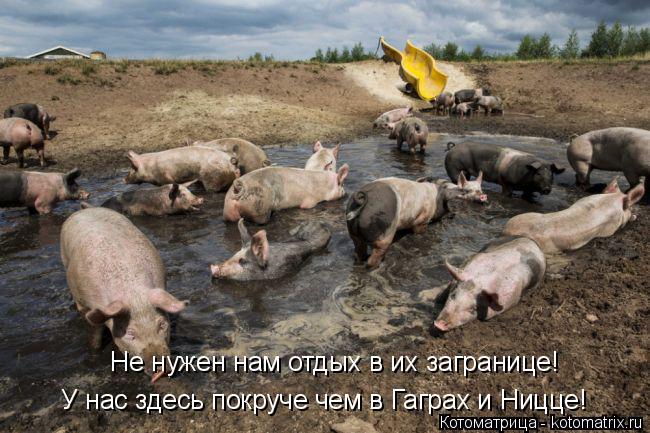 Не нужен нам отдых в их загранице! У нас здесь покруче чем в Гаграх и Ницце!... Котоматрица: Не нужен нам отдых в их загранице! У нас здесь покруче чем в Гаграх и Ницце!