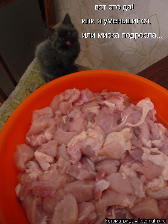 вот это да! или я уменьшился, или миска подросла...... Котоматрица: вот это да! или я уменьшился, или миска подросла...