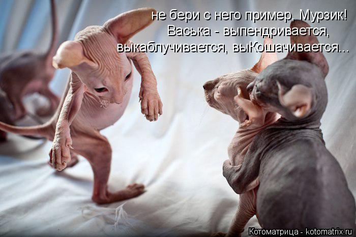 не бери с него пример, Мурзик! Васька - выпендривается, выкаблучивается, выКошачивается...... Котоматрица: не бери с него пример, Мурзик! Васька - выпендривается, выкаблучивается, выКошачивается...