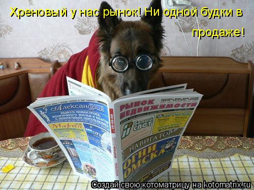 Котоматрица: Хреновый у нас рынок! Ни одной будки в  продаже!