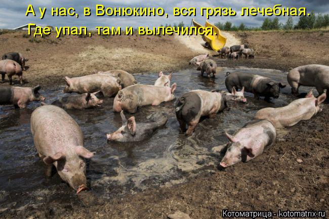 А у нас, в Вонюкино, вся грязь лечебная. Где упал, там и вылечился.... Котоматрица: А у нас, в Вонюкино, вся грязь лечебная. Где упал, там и вылечился.