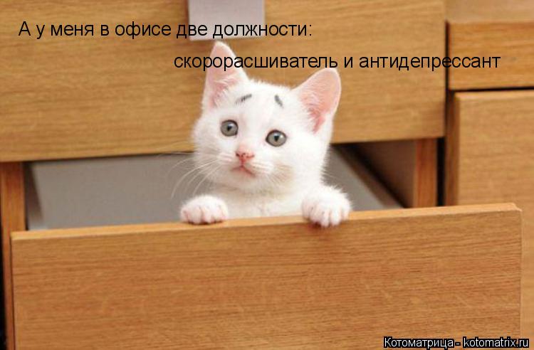 Котоматрица: А у меня в офисе две должности: скорорасшиватель и антидепрессант