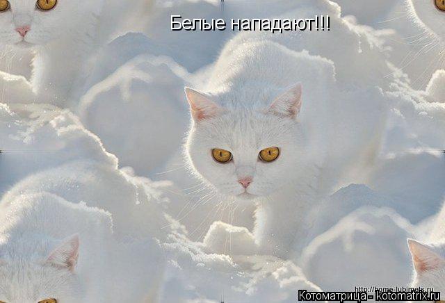 Белые нападают!!!... Котоматрица: Белые нападают!!!