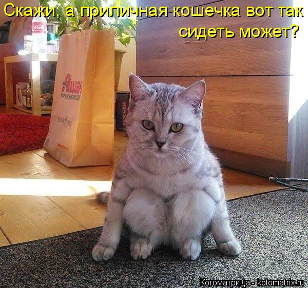 Котоматрица: Скажи, а приличная кошечка вот так сидеть может?