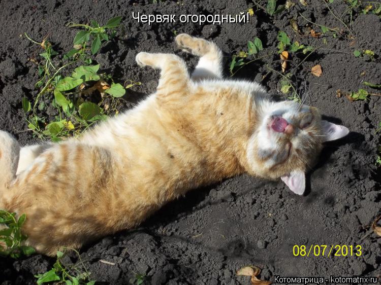 Червяк огородный!... Котоматрица: Червяк огородный!