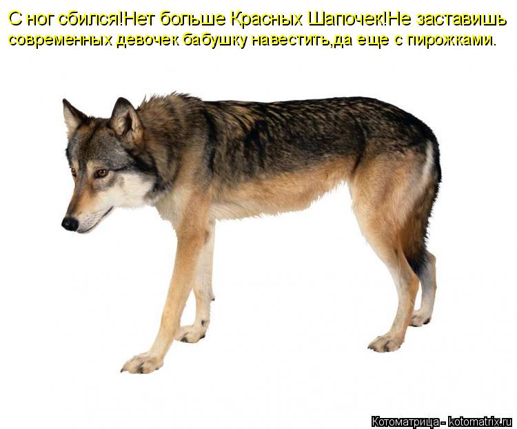 С ног сбился!Нет больше Красных Шапочек!Не заставишь современных девочек бабушку навестить,да еще с п... Котоматрица: С ног сбился!Нет больше Красных Шапочек!Не заставишь современных девочек бабушку навестить,да еще с пирожками.