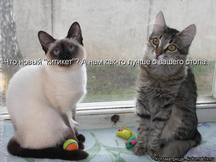 -Что,новый "китикет"? А нам как-то лучше с вашего стола..... Котоматрица: -Что,новый "китикет"? А нам как-то лучше с вашего стола..