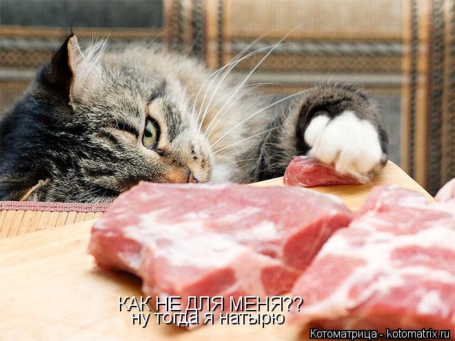 КАК НЕ ДЛЯ МЕНЯ?? ну тогда я натырю... Котоматрица: КАК НЕ ДЛЯ МЕНЯ?? ну тогда я натырю