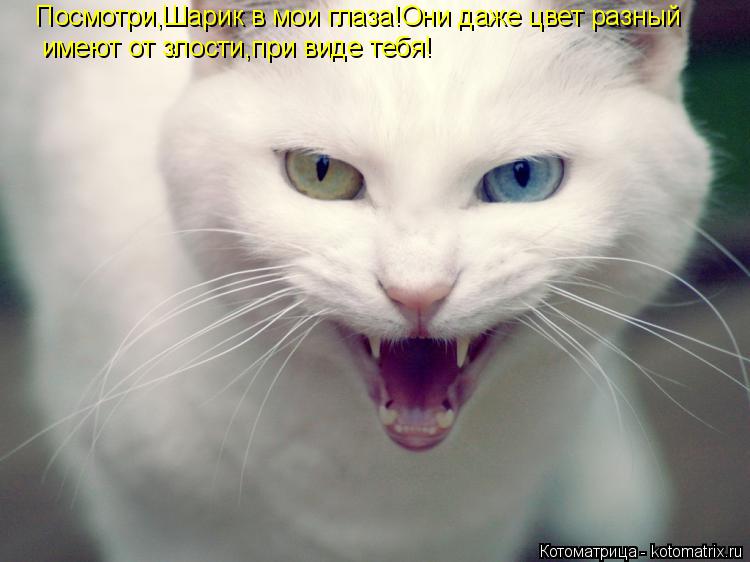 Посмотри,Шарик в мои глаза!Они даже цвет разный имеют от злости,при виде тебя!... Котоматрица: Посмотри,Шарик в мои глаза!Они даже цвет разный имеют от злости,при виде тебя!