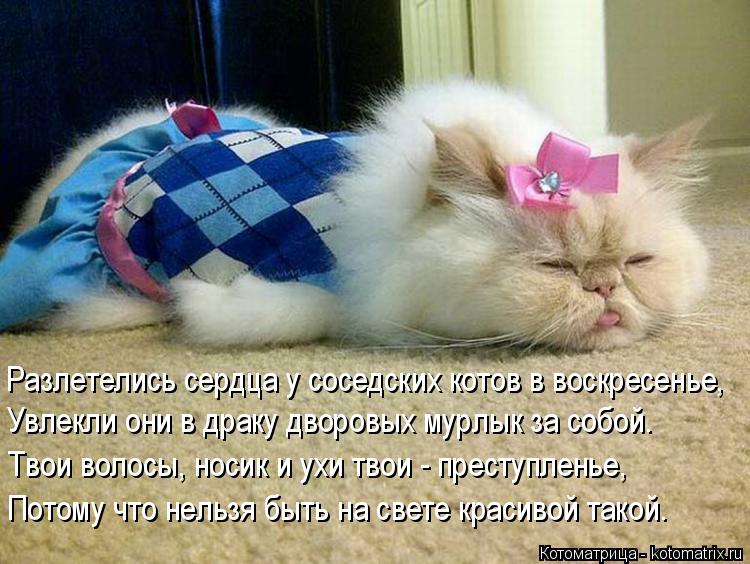 Разлетелись сердца у соседских котов в воскресенье, Увлекли они в драку дворовых мурлык за собой. Тво... Котоматрица: Разлетелись сердца у соседских котов в воскресенье, Увлекли они в драку дворовых мурлык за собой. Твои волосы, носик и ухи твои - преступлен