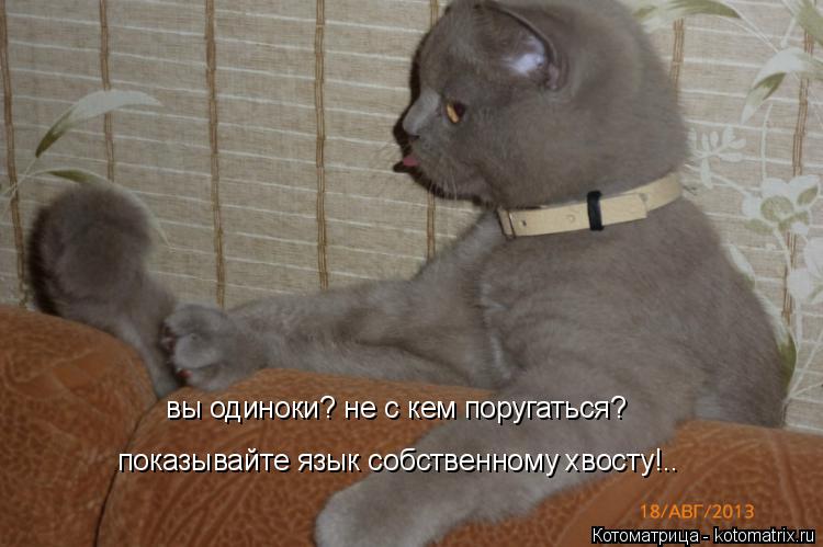 вы одиноки? не с кем поругаться? показывайте язык собственному хвосту!..... Котоматрица: вы одиноки? не с кем поругаться? показывайте язык собственному хвосту!..