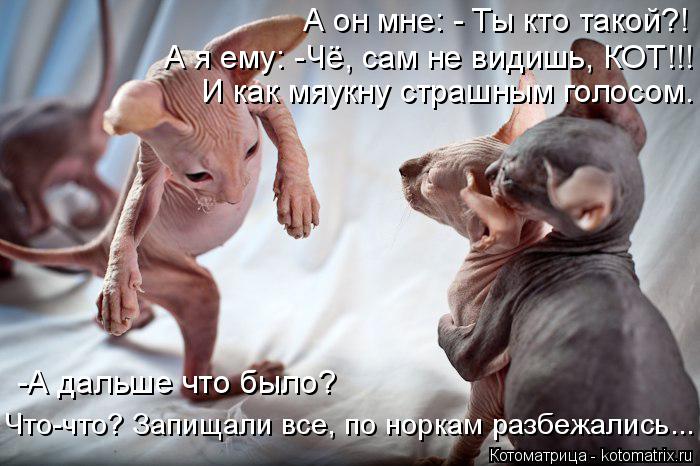 А он мне: - Ты кто такой?! А я ему: -Чё, сам не видишь, КОТ!!! И как мяукну страшным голосом. -А даль... Котоматрица: А он мне: - Ты кто такой?! А я ему: -Чё, сам не видишь, КОТ!!! И как мяукну страшным голосом. -А дальше что было? Что-что? Запищали все, по норкам раз