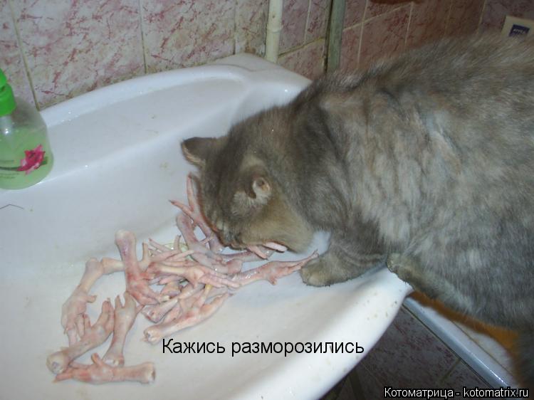 Кажись разморозились... Котоматрица: Кажись разморозились