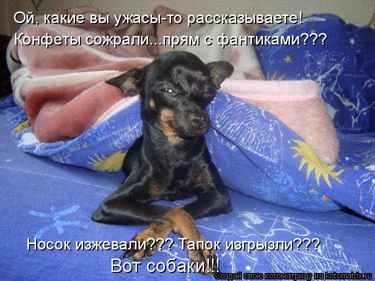 Ой, какие вы ужасы-то рассказываете! Конфеты сожрали...прям с фантиками??? Носок изжевали??? Тапок из... Котоматрица: Ой, какие вы ужасы-то рассказываете! Конфеты сожрали...прям с фантиками??? Носок изжевали??? Тапок изгрызли??? Вот собаки!!!