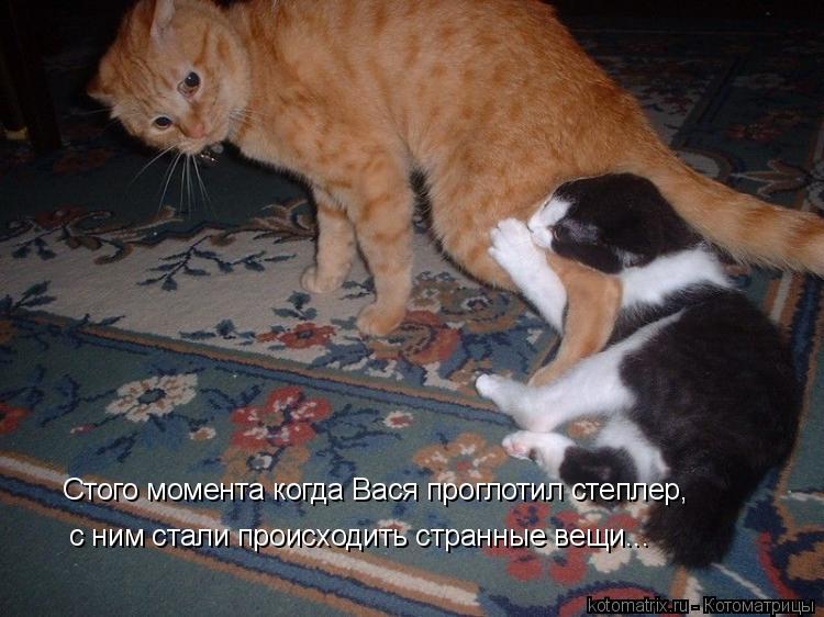 Стого момента когда Вася проглотил степлер, с ним стали происходить странные вещи...... Котоматрица: Стого момента когда Вася проглотил степлер, с ним стали происходить странные вещи...