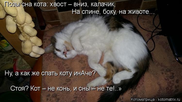 Позы сна кота: хвост – вниз, калачик, На спине, боку, на животе… Ну, а как же спать коту инАче? Ст... Котоматрица: Позы сна кота: хвост – вниз, калачик, На спине, боку, на животе… Ну, а как же спать коту инАче? Стоя? Кот – не конь, и сны – не те!..»