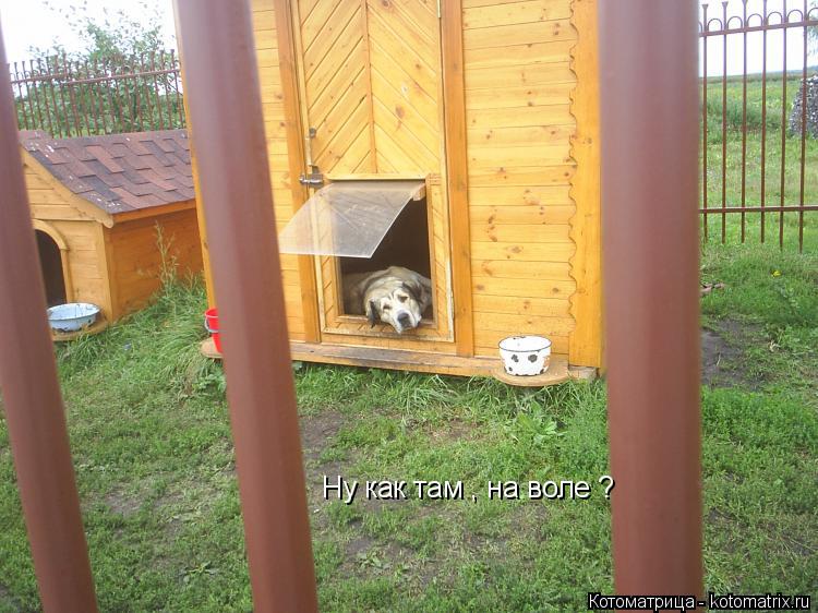 Ну как там , на воле ?... Котоматрица: Ну как там , на воле ?