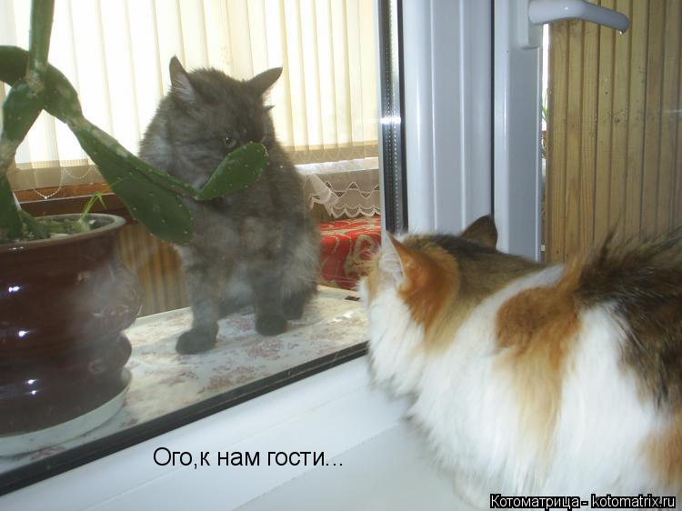 Ого,к нам гости...... Котоматрица: Ого,к нам гости...