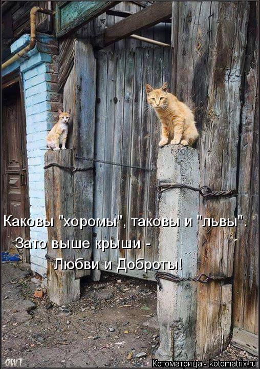 Каковы "хоромы", таковы и "львы". Зато выше крыши - Любви и Доброты!... Котоматрица: Каковы "хоромы", таковы и "львы". Зато выше крыши - Любви и Доброты!