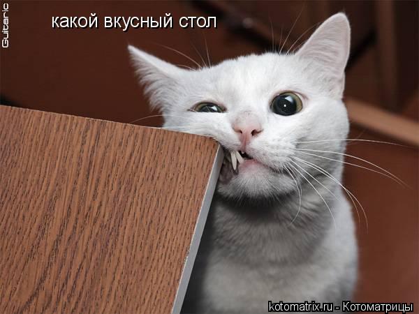 какой вкусный стол... Котоматрица: какой вкусный стол