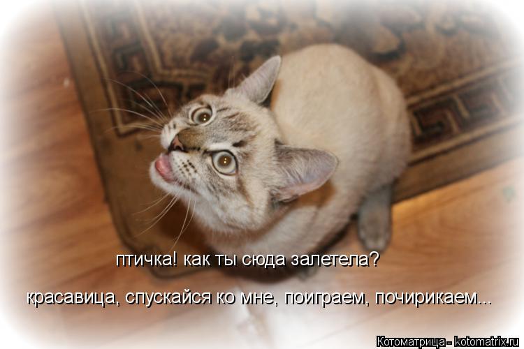 птичка! как ты сюда залетела? красавица, спускайся ко мне, поиграем, почирикаем...... Котоматрица: птичка! как ты сюда залетела? красавица, спускайся ко мне, поиграем, почирикаем...