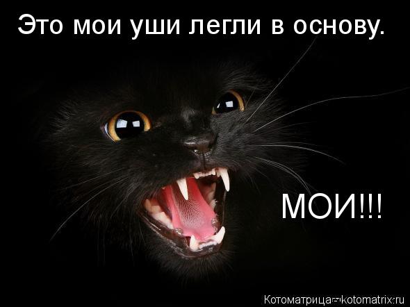 Это мои уши легли в основу. МОИ!!!... Котоматрица: Это мои уши легли в основу. МОИ!!!