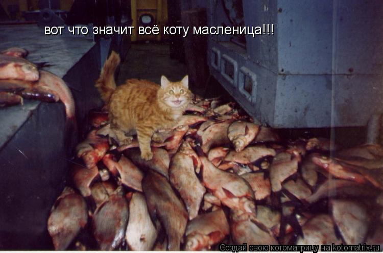 вот что значит всё коту масленица!!!... Котоматрица: вот что значит всё коту масленица!!!