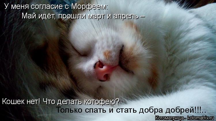 У меня согласие с Морфеем: Май идёт, прошли март и апрель – Кошек нет! Что делать котофею? Только с... Котоматрица: У меня согласие с Морфеем: Май идёт, прошли март и апрель – Кошек нет! Что делать котофею? Только спать и стать добра добрей!!!..