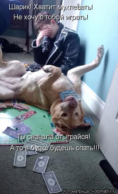 Шарик! Хватит мухлевать! Не хочу с тобой играть! Ты сначала отыграйся! А то в будке будешь спать!!!... Котоматрица: Шарик! Хватит мухлевать! Не хочу с тобой играть! Ты сначала отыграйся! А то в будке будешь спать!!!