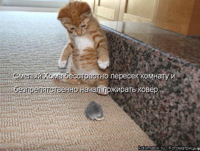 Смелый Хома бесстрастно пересек комнату и безпрепятственно начал пожирать ковер...... Котоматрица: Смелый Хома бесстрастно пересек комнату и безпрепятственно начал пожирать ковер...