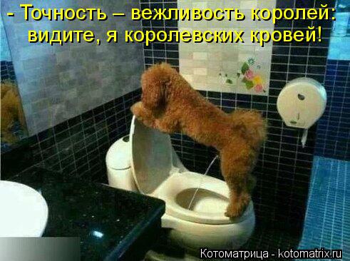 - Точность – вежливость королей: видите, я королевских кровей!... Котоматрица: - Точность – вежливость королей: видите, я королевских кровей!