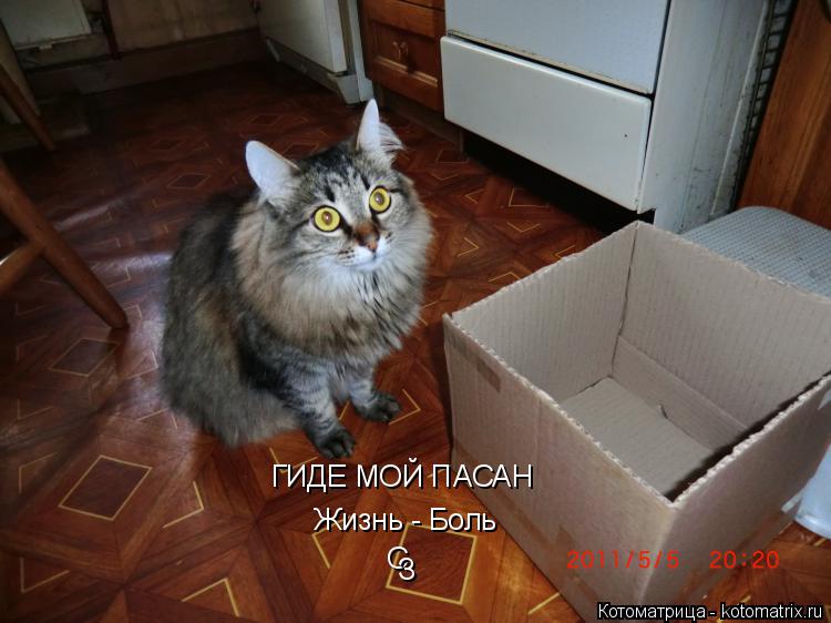 ГИДЕ МОЙ ПАСАН Жизнь - Боль С З... Котоматрица: ГИДЕ МОЙ ПАСАН Жизнь - Боль С З