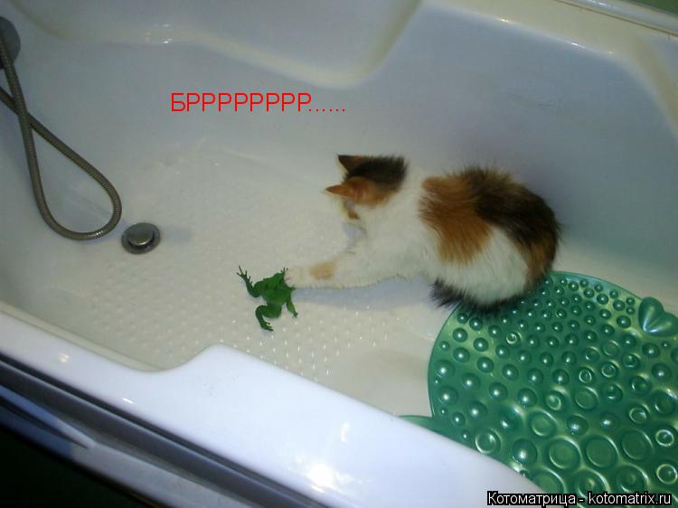 БРРРРРРРР......... Котоматрица: БРРРРРРРР......