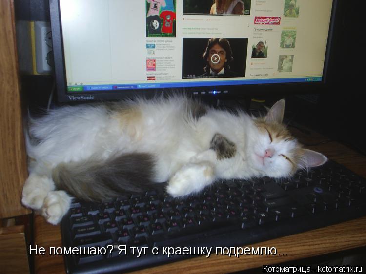 Не помешаю? Я тут с краешку подремлю...... Котоматрица: Не помешаю? Я тут с краешку подремлю...