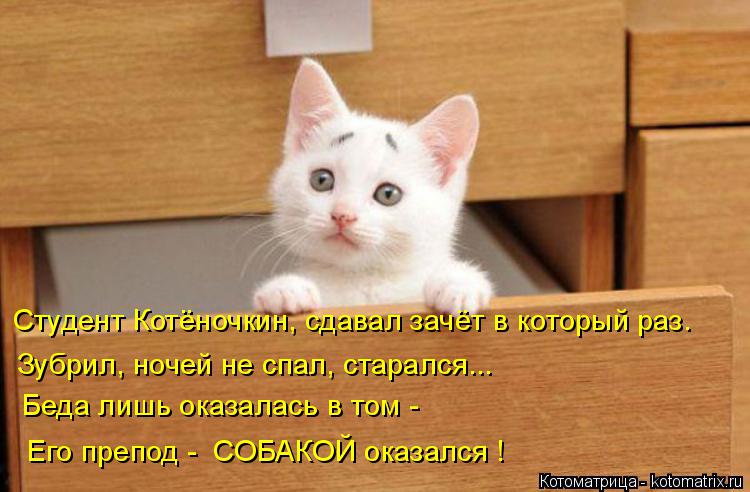 Студент Котёночкин, сдавал зачёт в который раз. Зубрил, ночей не спал, старался... Беда лишь оказала... Котоматрица: Студент Котёночкин, сдавал зачёт в который раз. Зубрил, ночей не спал, старался... Беда лишь оказалась в том - Его препод - СОБАКОЙ оказался !