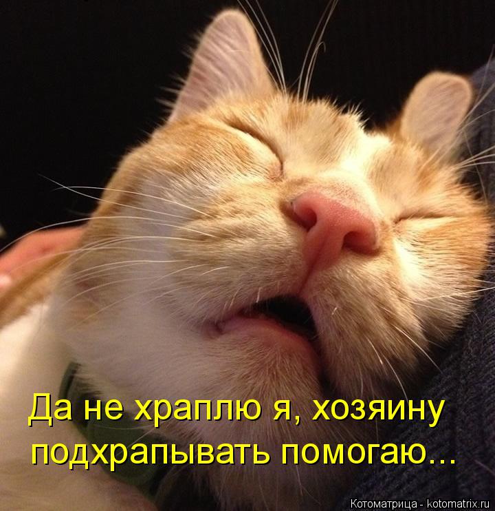Да не храплю я, хозяину подхраапываю подхрапывать помогаю...... Котоматрица: Да не храплю я, хозяину подхраапываю подхрапывать помогаю...