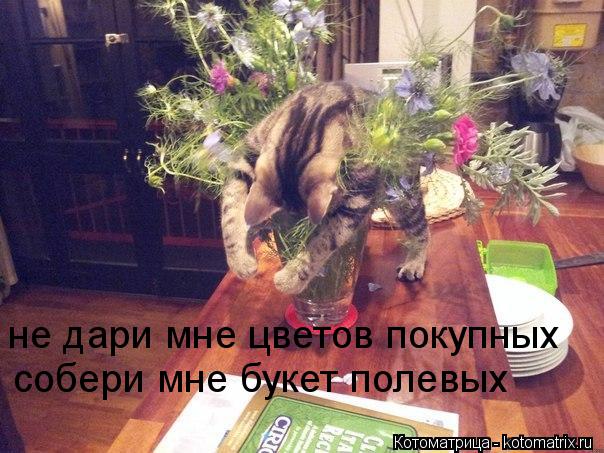 не дари мне цветов покупных собери мне букет полевых... Котоматрица: не дари мне цветов покупных собери мне букет полевых
