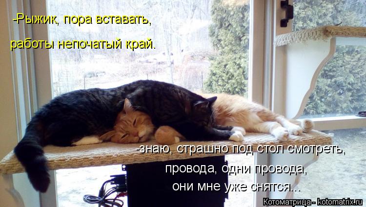 -Рыжик, пора вставать, работы непочатый край. -знаю, страшно под стол смотреть, провода, одни провода... Котоматрица: -Рыжик, пора вставать, работы непочатый край. -знаю, страшно под стол смотреть, провода, одни провода, они мне уже снятся...