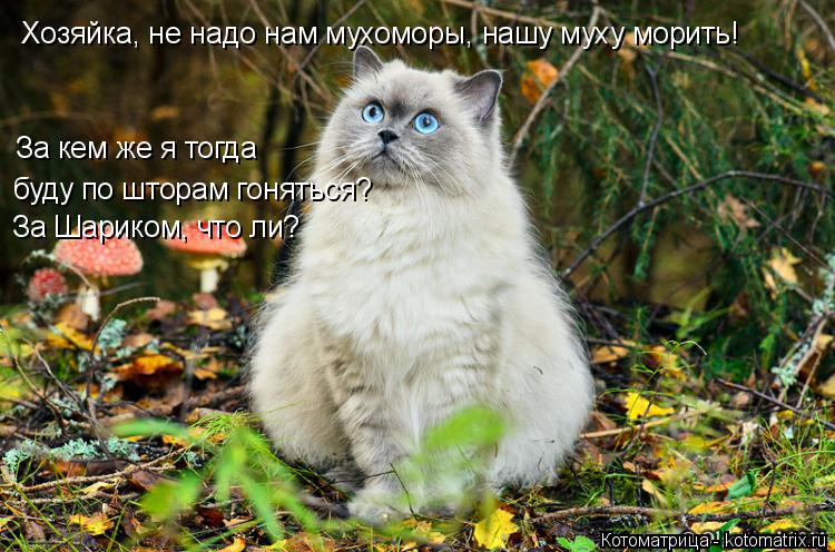 Хозяйка, не надо нам мухоморы, нашу муху морить! буду по шторам гоняться? За кем же я тогда За Шарико... Котоматрица: Хозяйка, не надо нам мухоморы, нашу муху морить! буду по шторам гоняться? За кем же я тогда За Шариком, что ли?