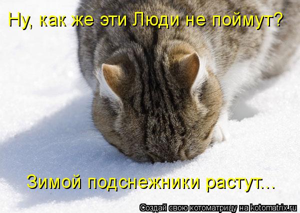 Ну, как же эти Люди не поймут? Зимой подснежники растут...... Котоматрица: Ну, как же эти Люди не поймут? Зимой подснежники растут...