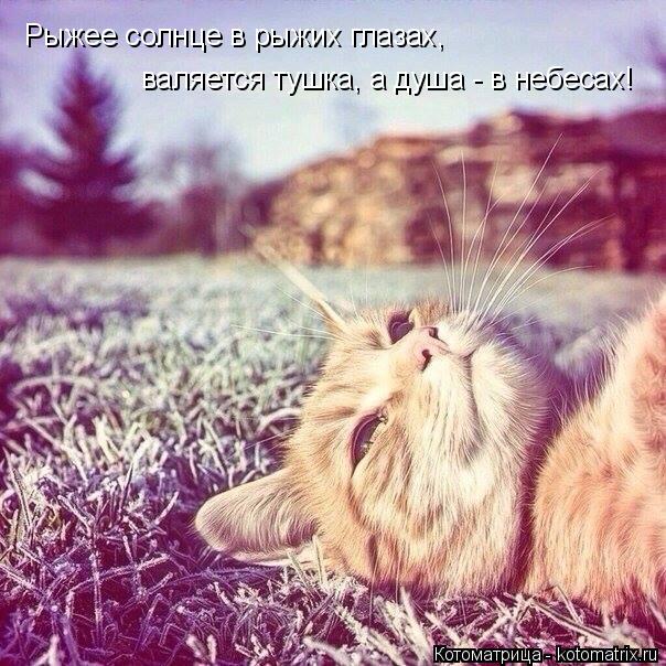 Рыжее солнце в рыжих глазах, валяется тушка, а душа - в небесах!... Котоматрица: Рыжее солнце в рыжих глазах, валяется тушка, а душа - в небесах!