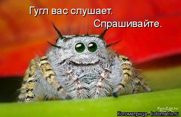 Гугл вас слушает. Спрашивайте.... Котоматрица: Гугл вас слушает. Спрашивайте.