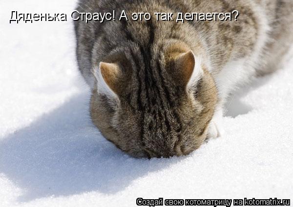 Дяденька Страус! А это так делается?... Котоматрица: Дяденька Страус! А это так делается?