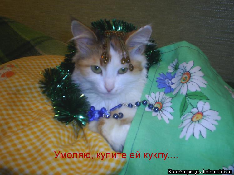 Умоляю, купите ей куклу....... Котоматрица: Умоляю, купите ей куклу....