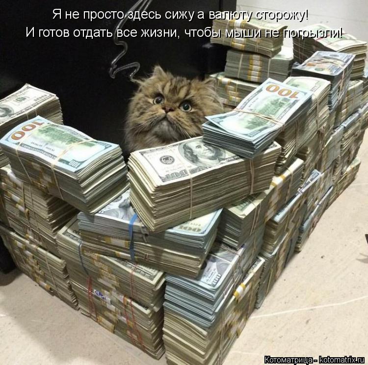 Я не просто здесь сижу а валюту сторожу! И готов отдать все жизни, чтобы мыши не погрызли!... Котоматрица: Я не просто здесь сижу а валюту сторожу! И готов отдать все жизни, чтобы мыши не погрызли!