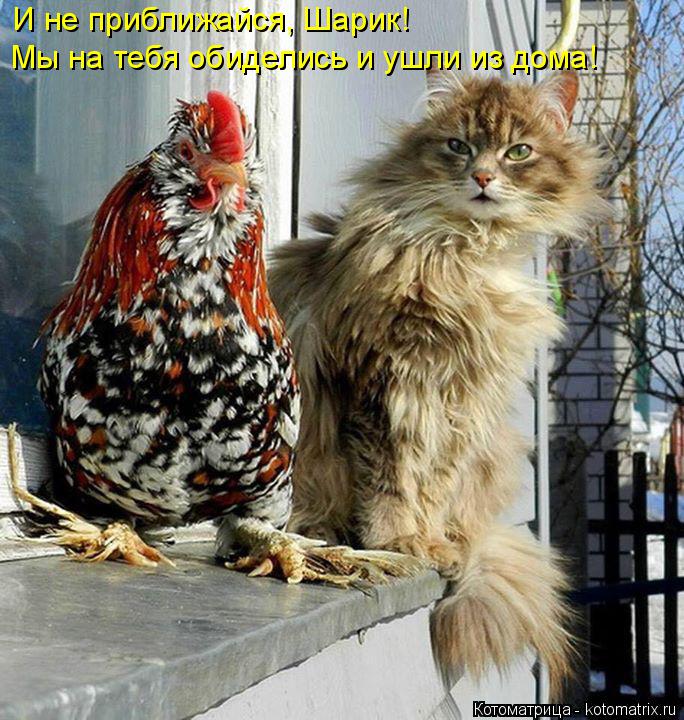И не приближайся, Шарик! Мы на тебя обиделись и ушли из дома!... Котоматрица: И не приближайся, Шарик! Мы на тебя обиделись и ушли из дома!
