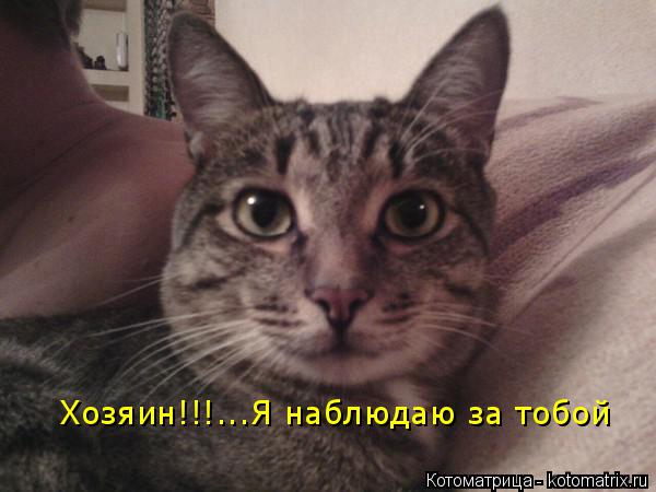 Хозяин!!!...Я наблюдаю за тобой... Котоматрица: Хозяин!!!...Я наблюдаю за тобой